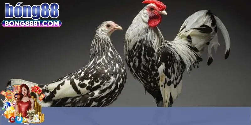Chi tiết về quy tắc chơi đá gà cựa dao