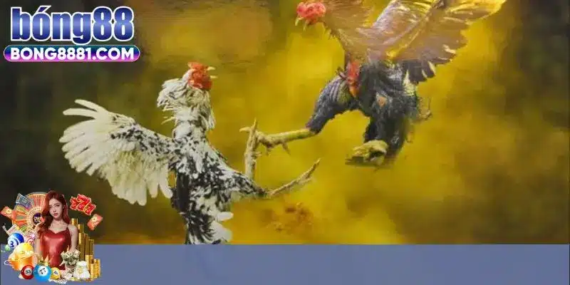 Giới thiệu về đá gà Thomo hôm nay