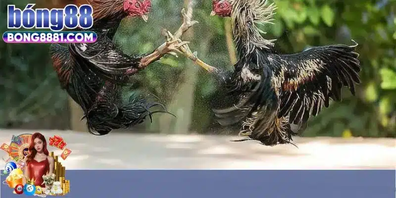 Khám phá một số thông tin về sảnh đá gà SV388